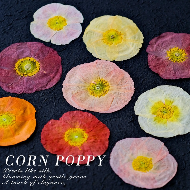 1pcs,Nature Field Poppy Presse - đánh giá và giá Resin Art Baby