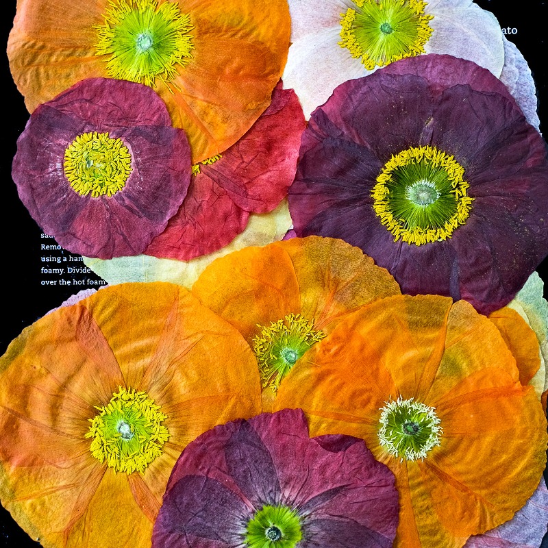 1pcs,Nature Field Poppy Presse - đánh giá và giá Resin Art Baby