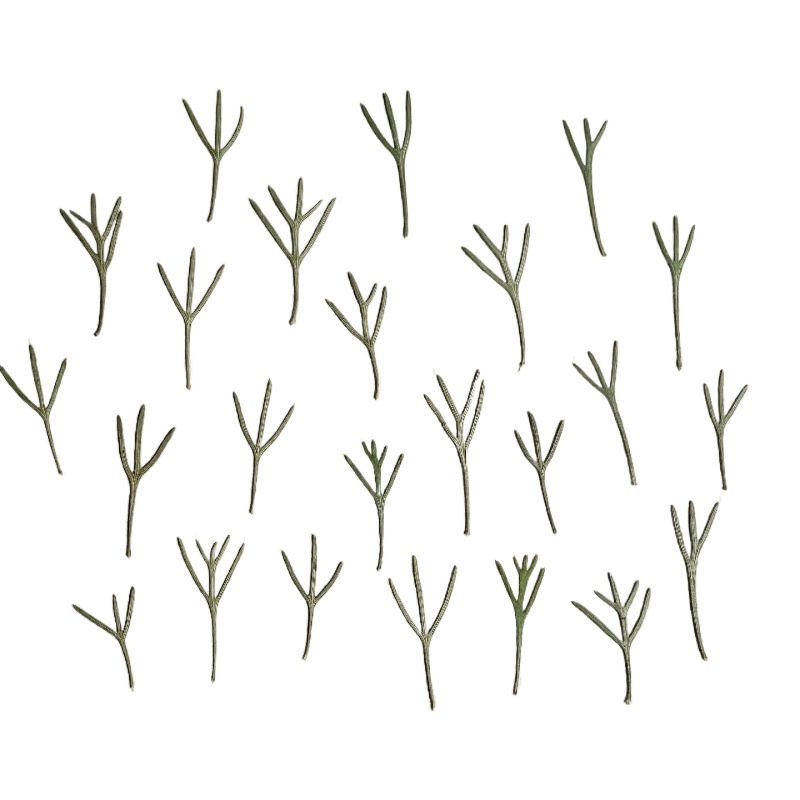 24pcs,Real Pressed Achillea Le - đánh giá và giá Resin Art Baby