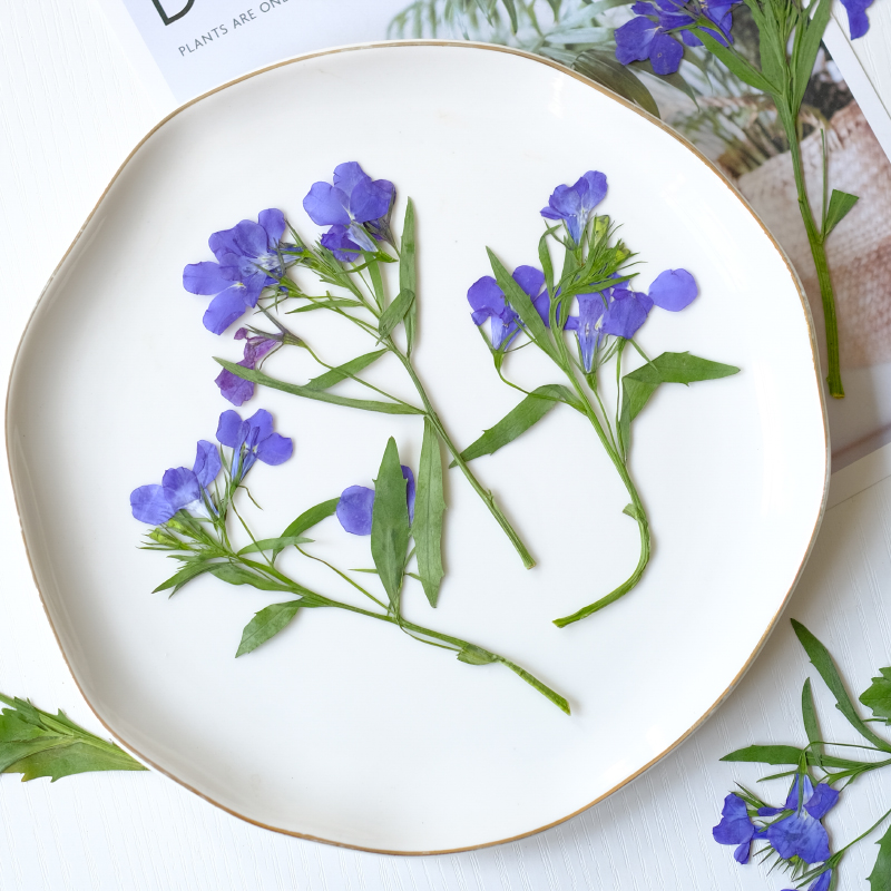 6pcs/8-13cm,nature Lobelia Eri - đánh giá và giá Resin Art Baby