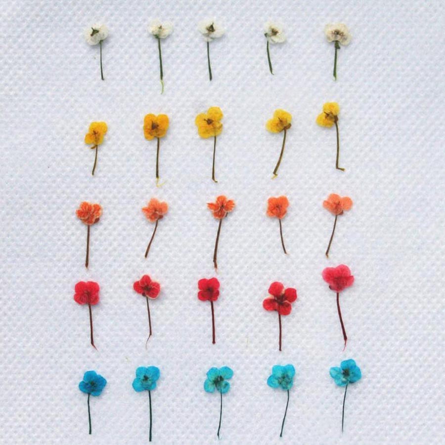 60pcs Mini Pressed Dried Flowe - đánh giá và giá Resin Art Case