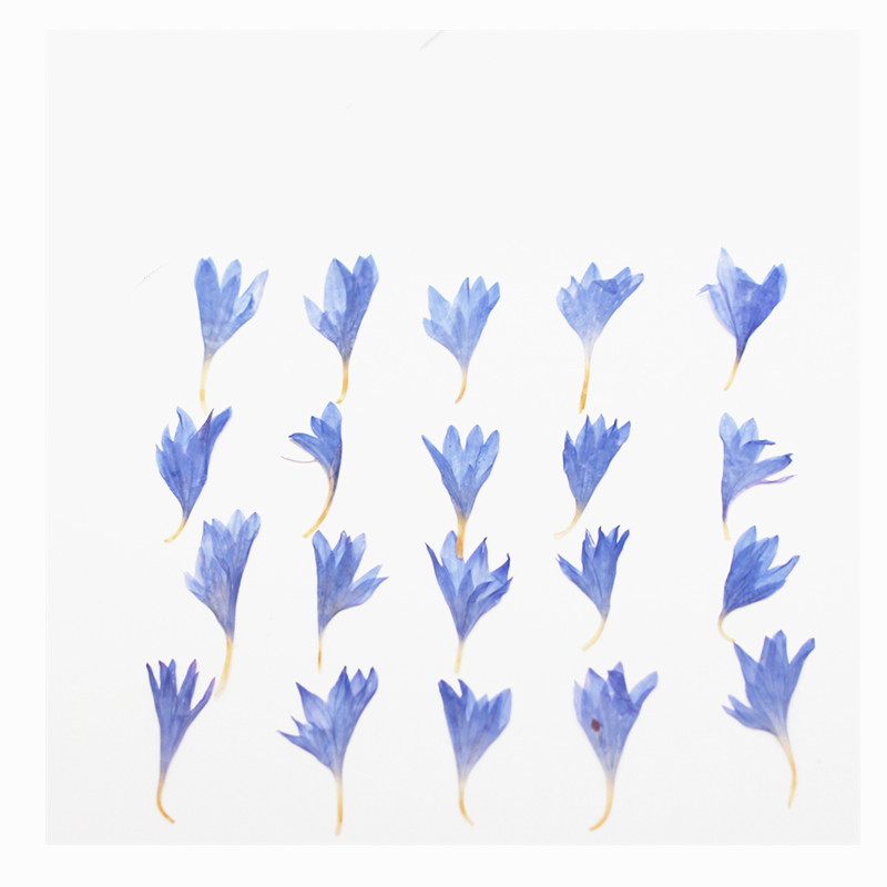 60pcs Mini Pressed Dried Flowe - đánh giá và giá Resin Art Case