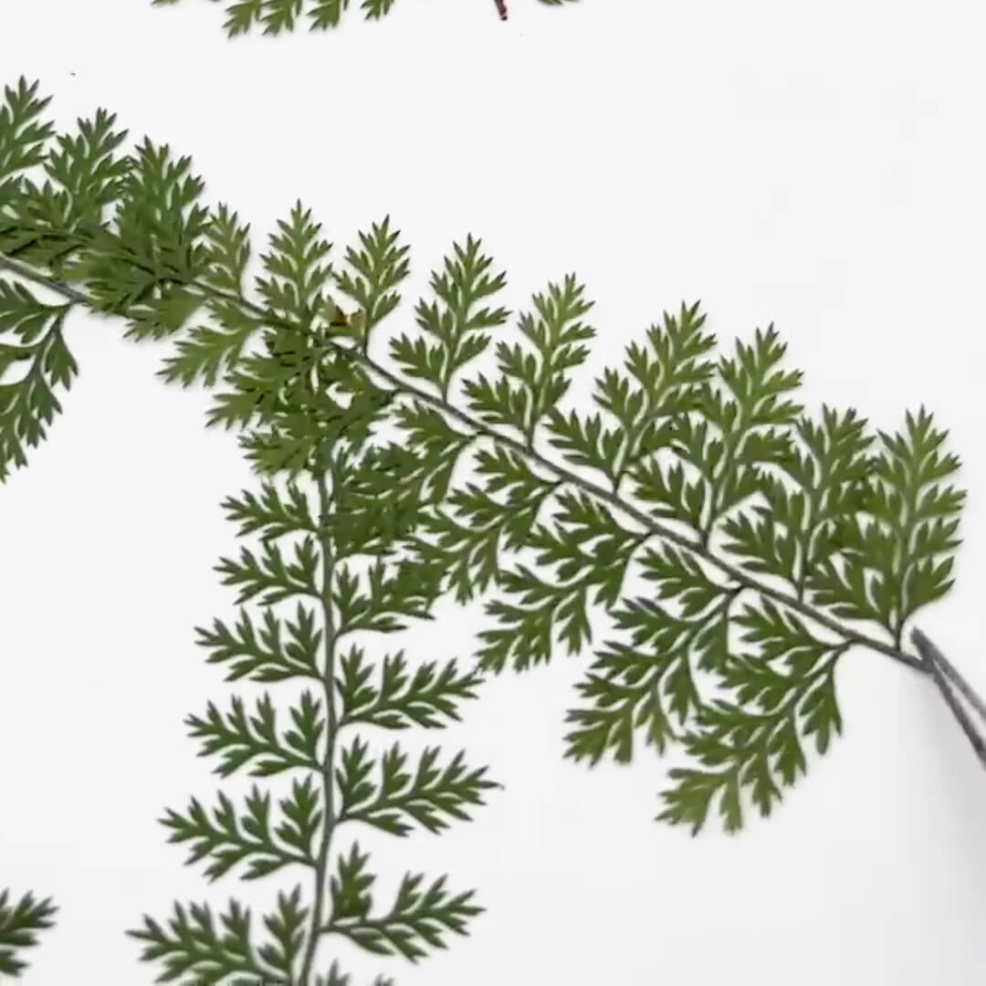 100Pcs Natural Rain Fern Leaf  - đánh giá và giá Resin Art Baby