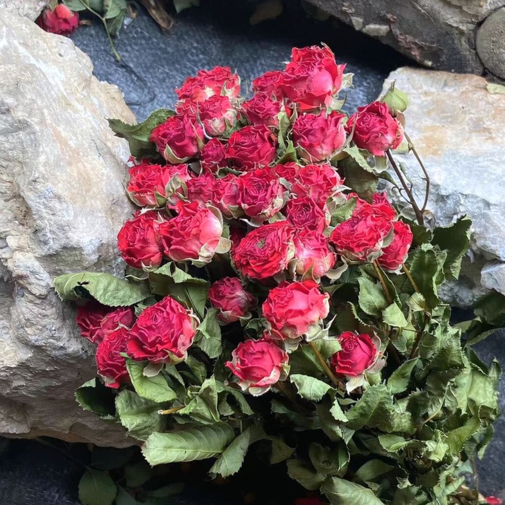 Natural Preserved Dried Rose F - đánh giá và giá Resin Art Rose